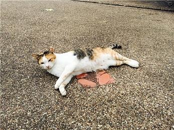 实锤来了？《寂静岭》泄露截图遭KONAMI版权投诉